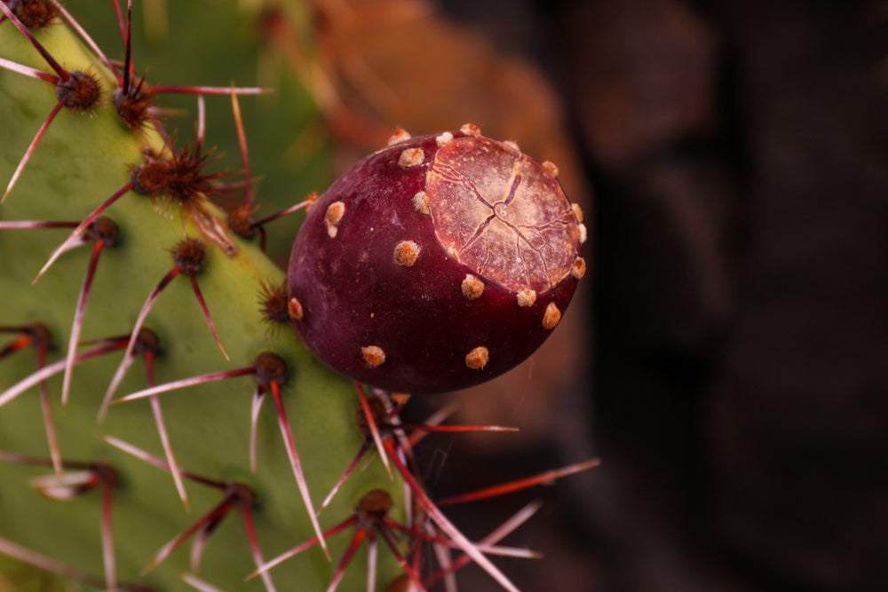 Cactus Extract