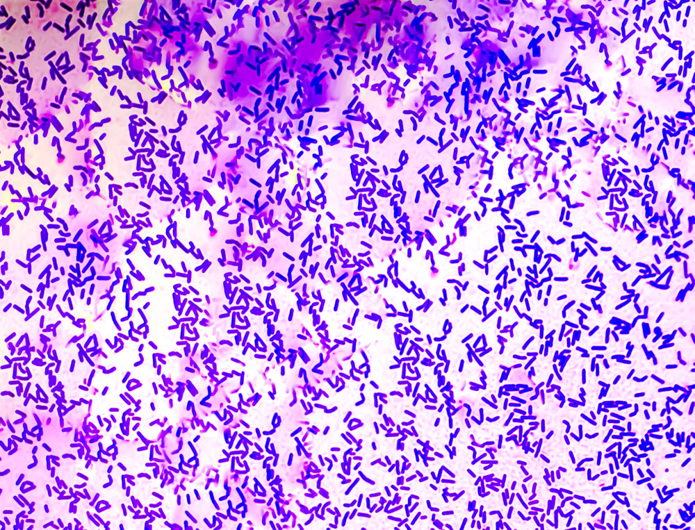 Compound Probiotic