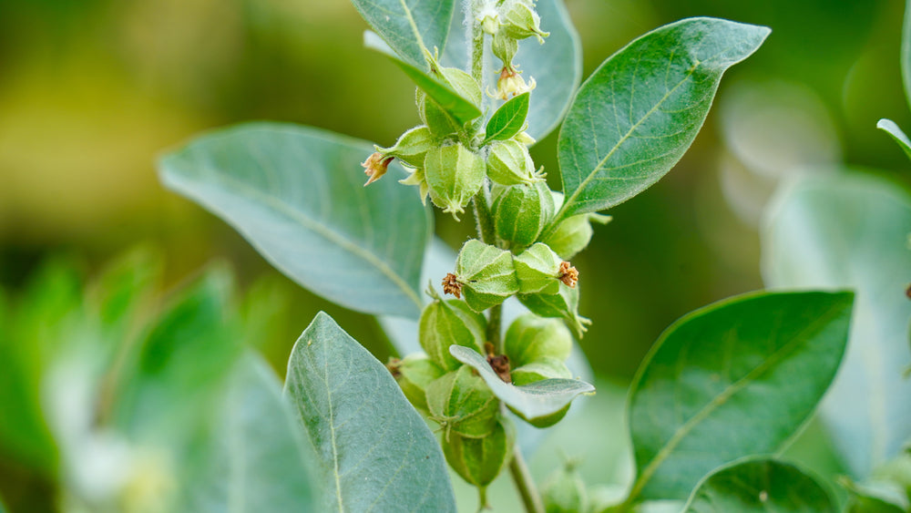 KSM-66® Ashwagandha Extract