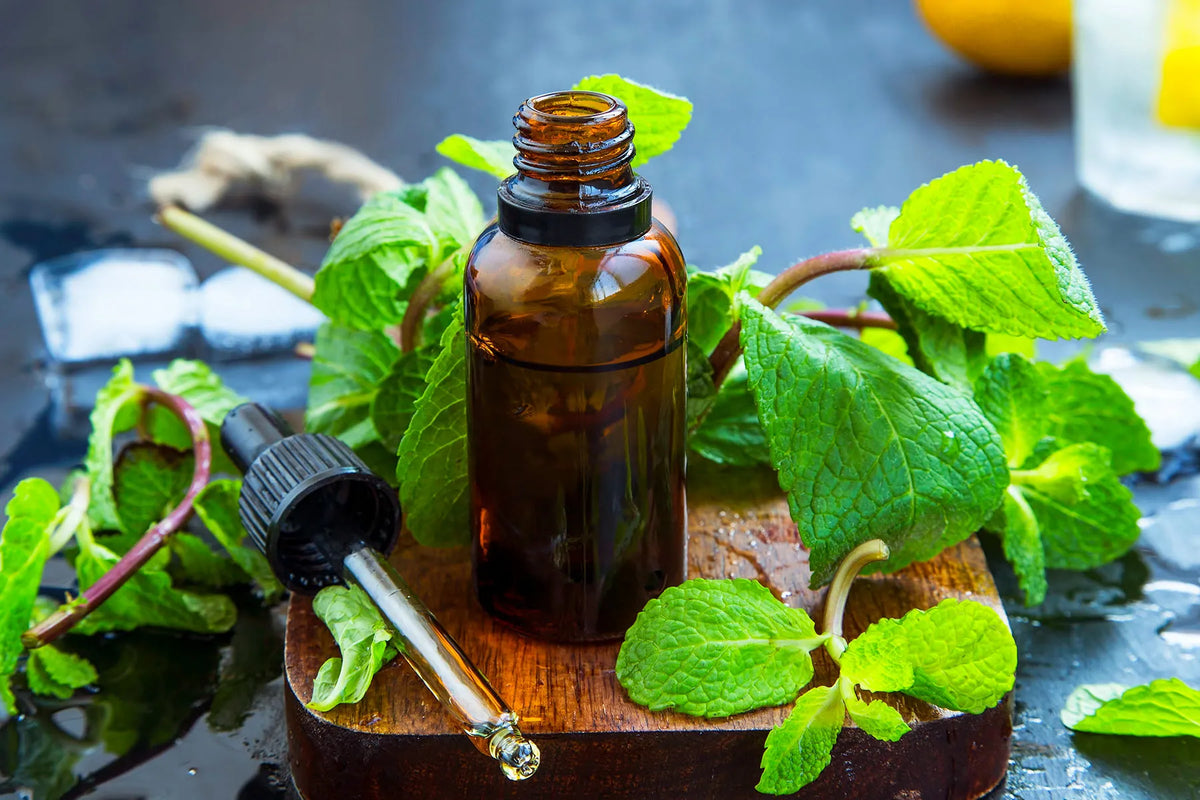 10 Benefits of Organic Peppermint Leaf You Did Not Know