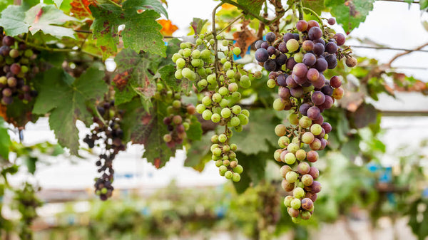 10 Science-Backed Benefits of Grape Seed Extract