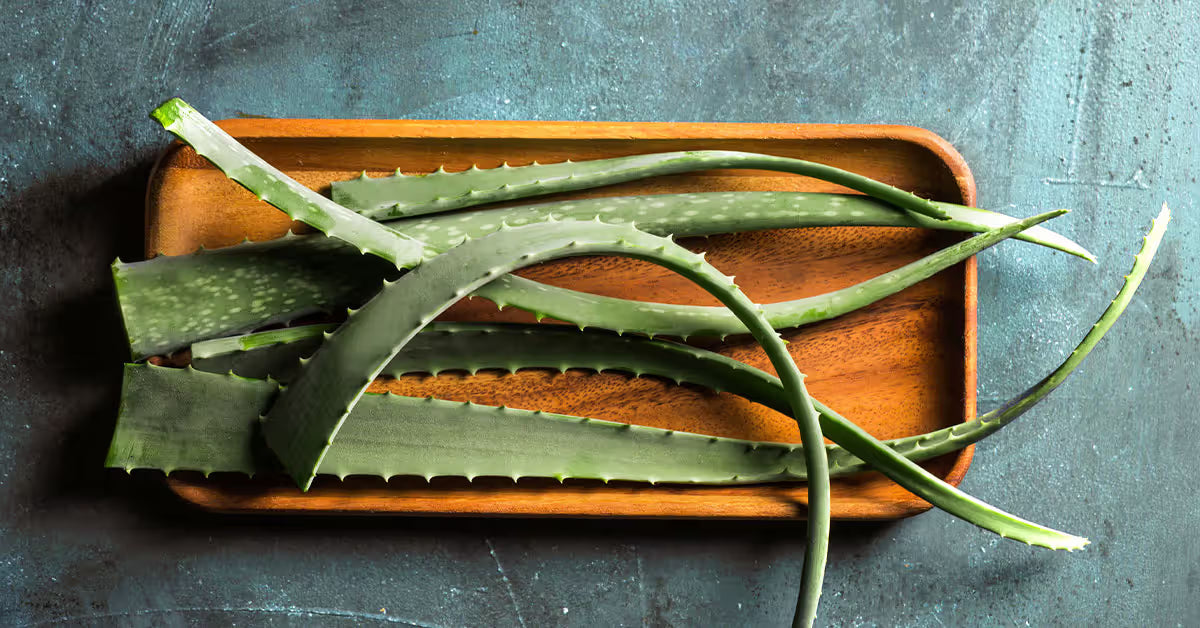 A Guide on Aloe Vera Extract
