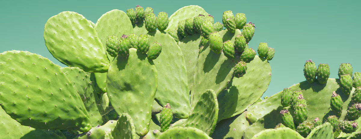 Is Cactus Extract Good for You?