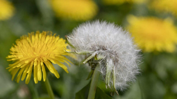 Everything You Need to Know About Dandelions 
