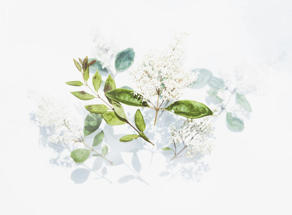 Embrace Herbs, Defy Time!