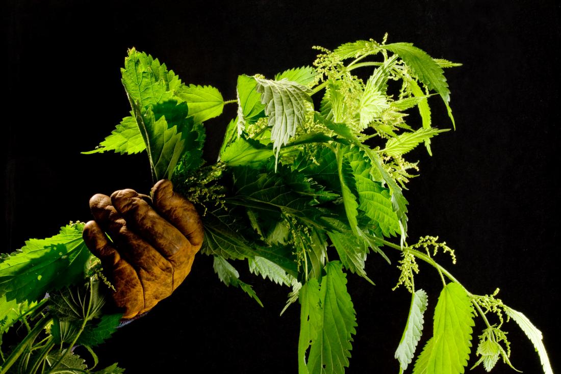 Everything You Need to Know About Stinging Nettle 