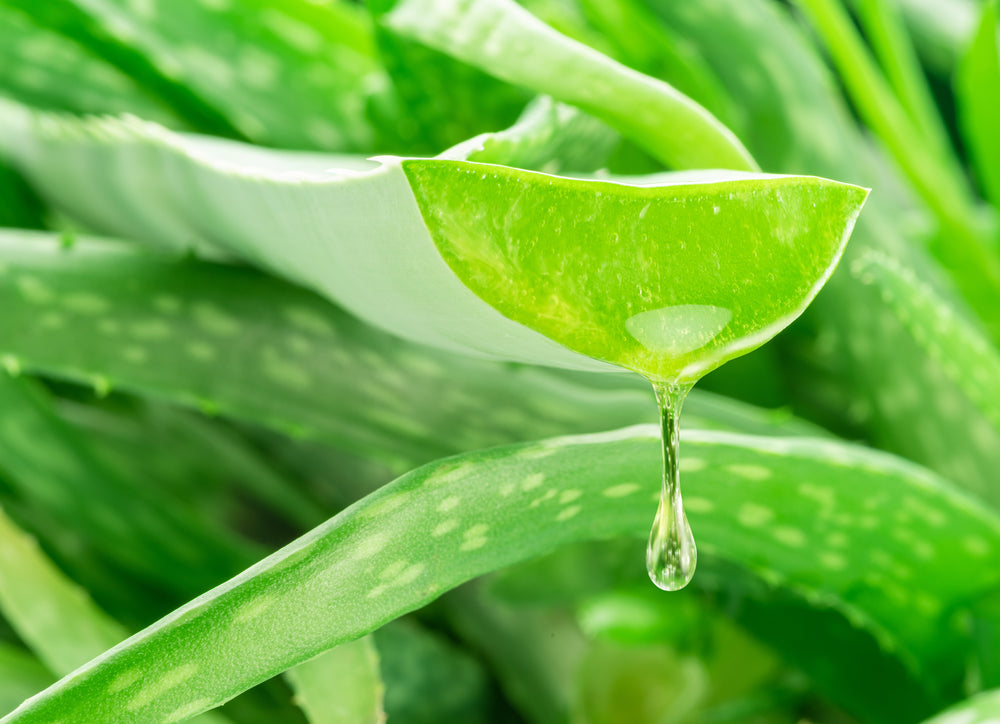 Aloe Vera Extract