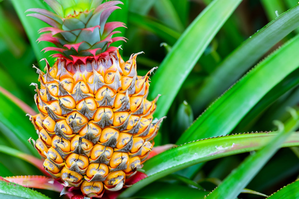 Bromelain