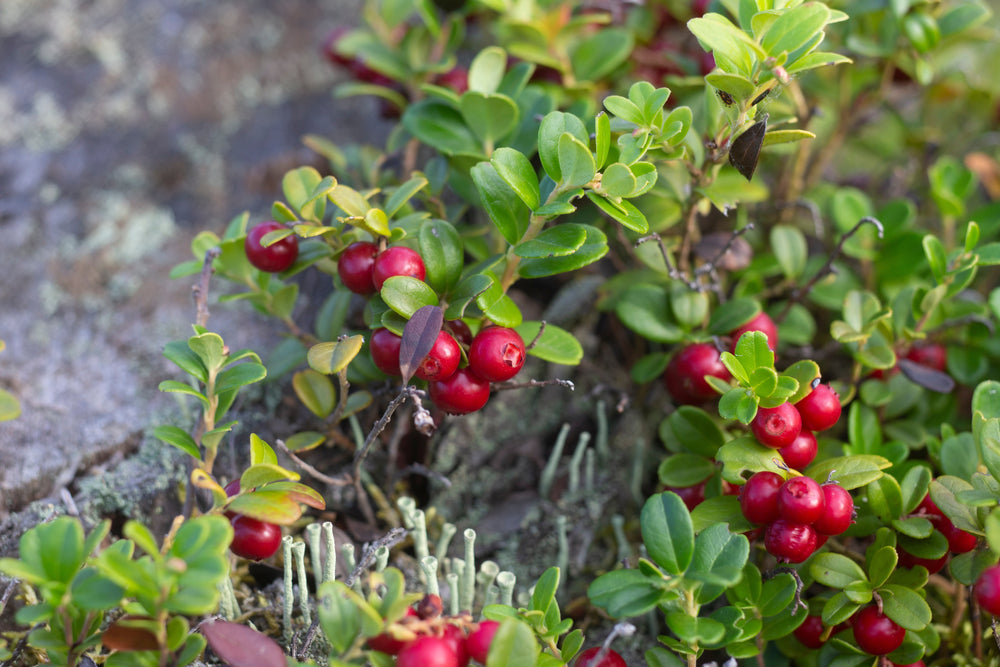 Cranberry