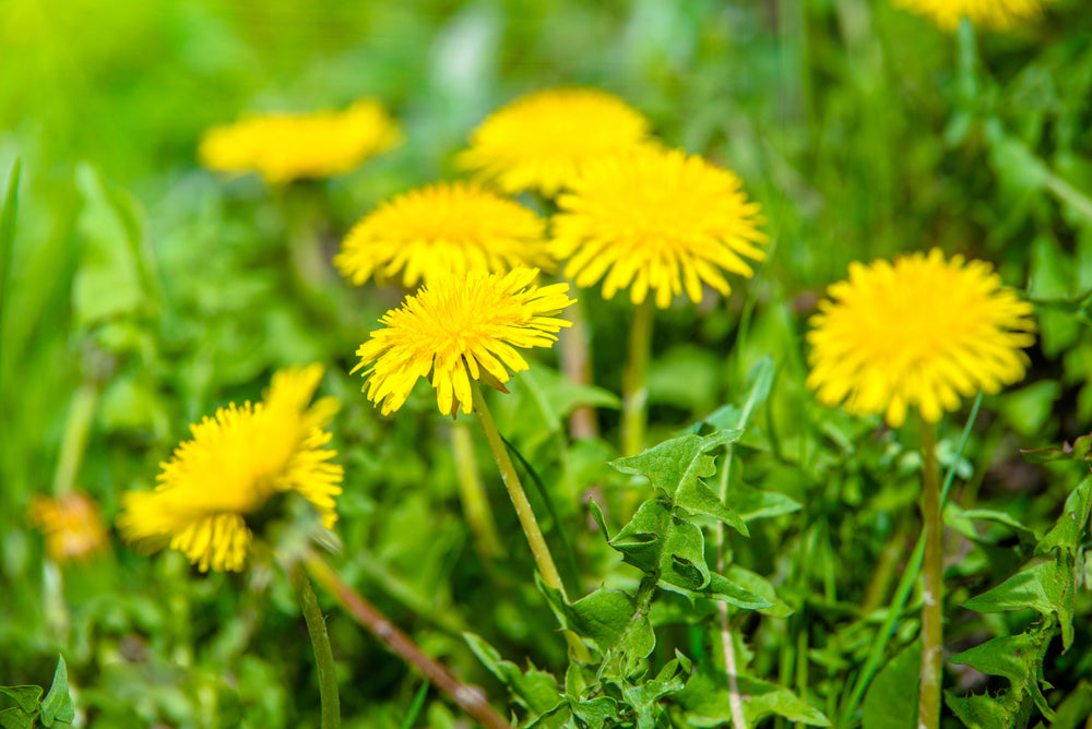 Dandelion