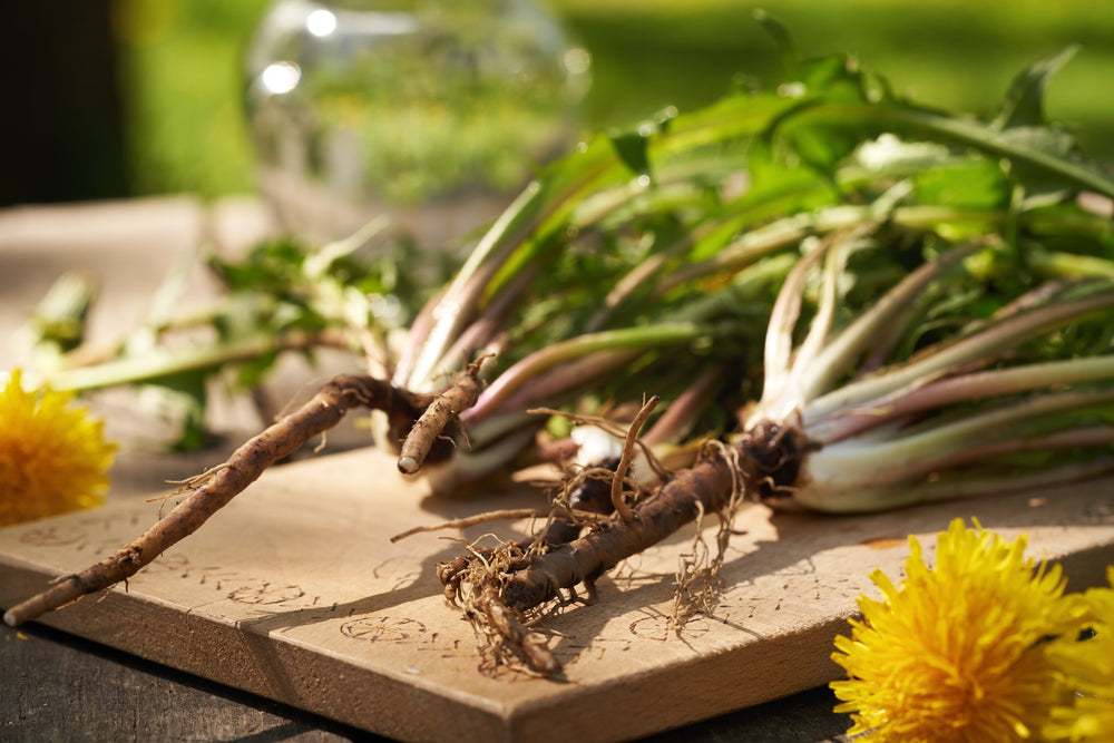 Dandelion Root