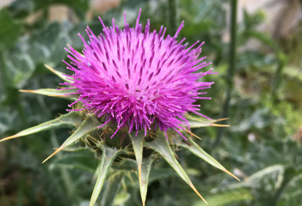 Milk Thistle Extract
