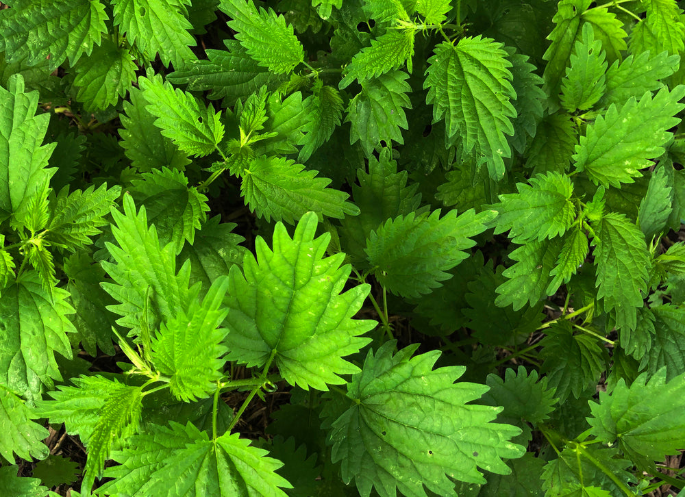Nettle Extract