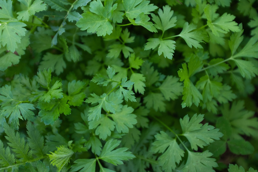 Organic Parsley Leaf