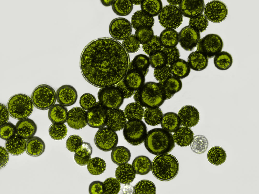 Prebiotic Fiber