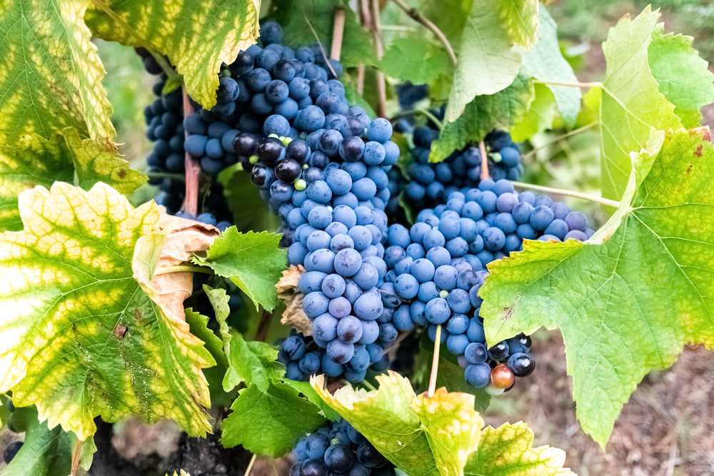 Resveratrol