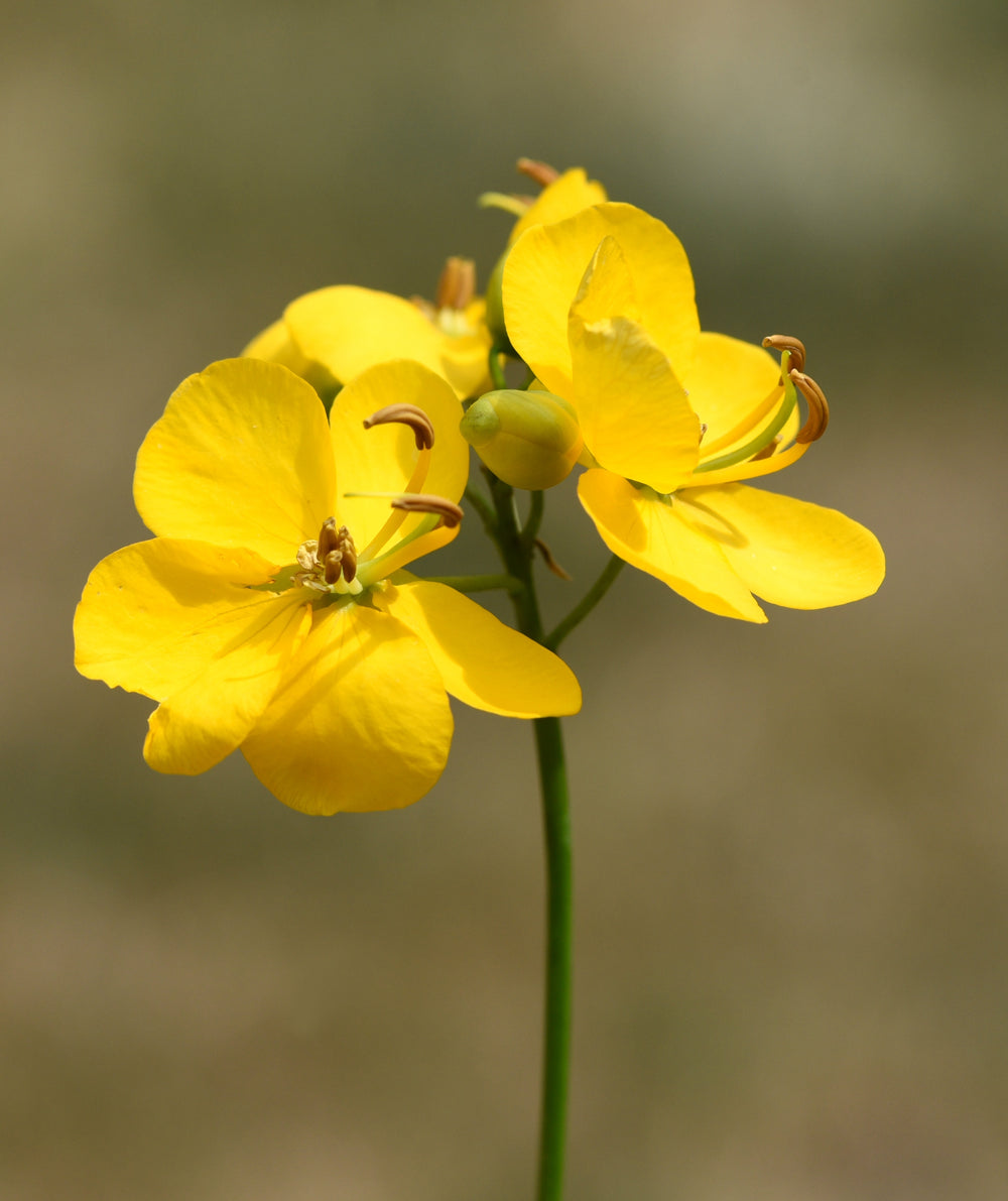 Senna