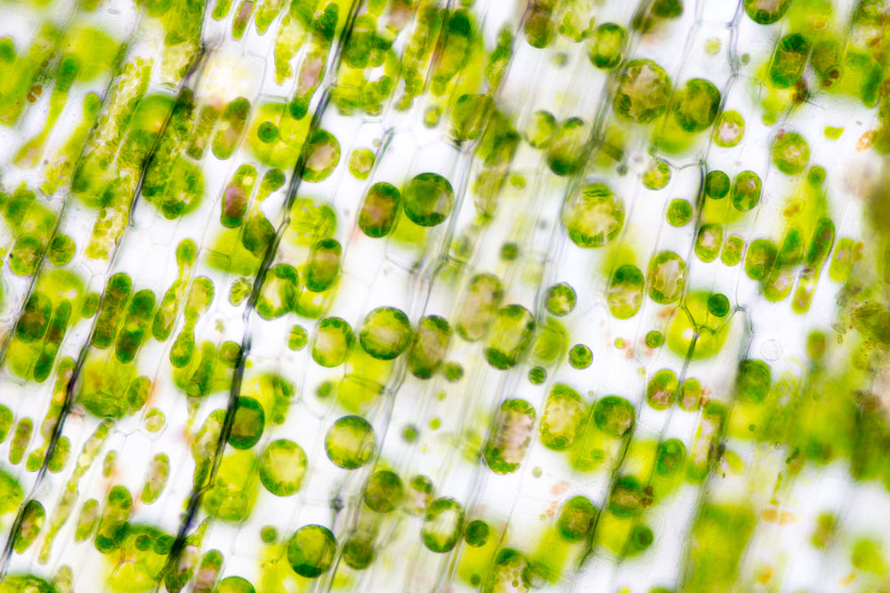 Sodium Copper Chlorophyllin